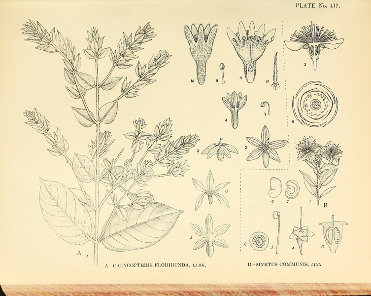 File:Indian Medicinal Plants (Plates Vol 3).djvu-41.png