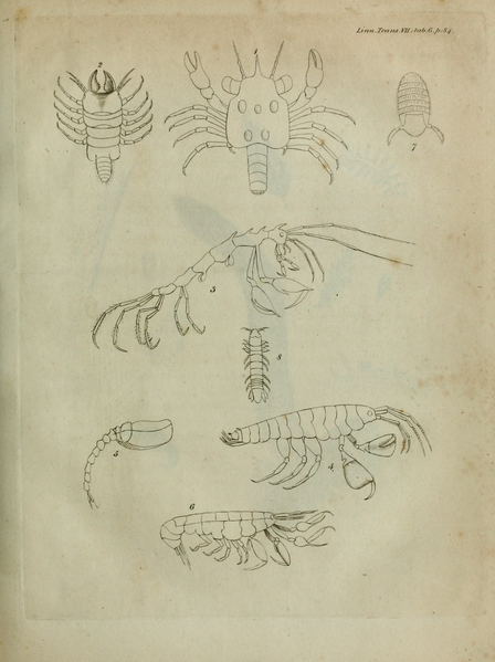 File:Transactions of the Linnean Society of London, Volume 7 (1804).djvu-155.png