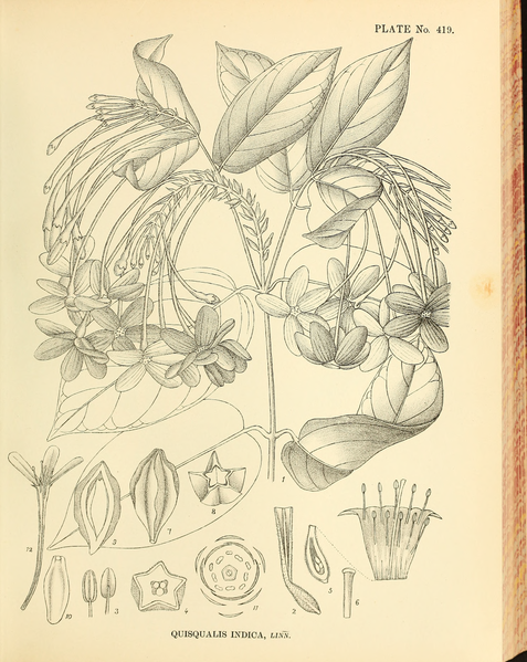 File:Indian Medicinal Plants (Plates Vol 3).djvu-45.png