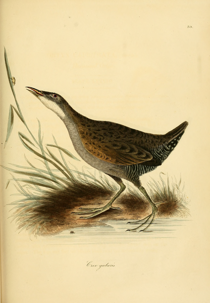 File:Illustrations of ornithology.djvu-265.png