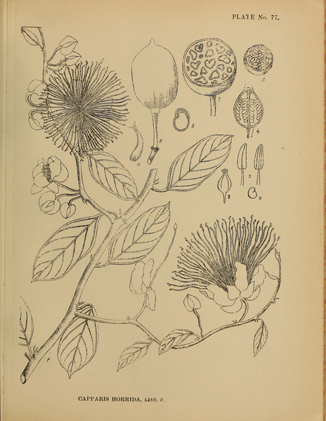 File:Indian Medicinal Plants (Plates Vol 1).djvu-199.png