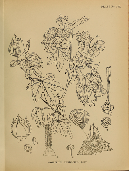 File:Indian Medicinal Plants (Plates Vol 1).djvu-345.png