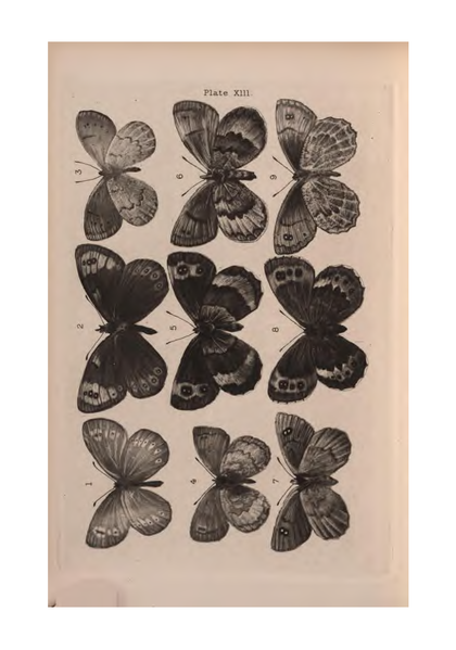 File:De Vismes Kane-European Butterflies.djvu-78.png