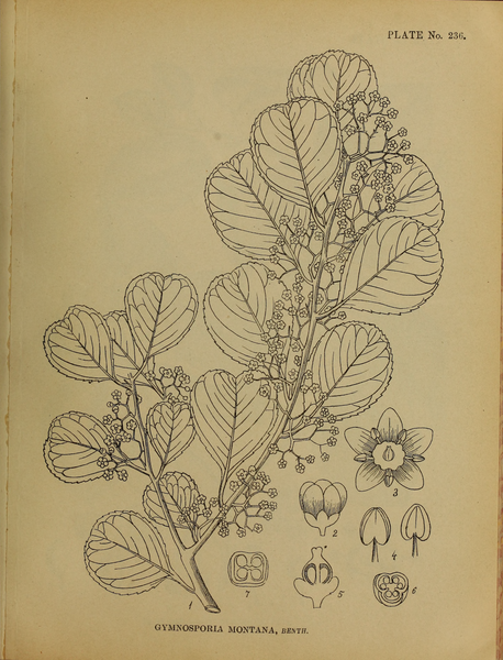 File:Indian Medicinal Plants (Plates Vol 2).djvu-93.png