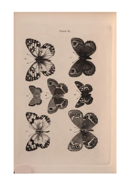 File:De Vismes Kane-European Butterflies.djvu-72.png