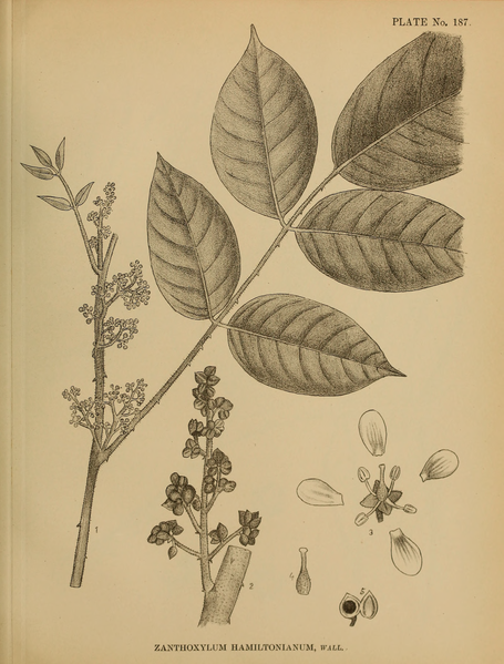 File:Indian Medicinal Plants (Plates Vol 1).djvu-473.png