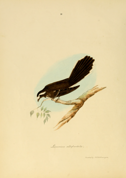 File:Illustrations of Indian Ornithology.djvu-24.png