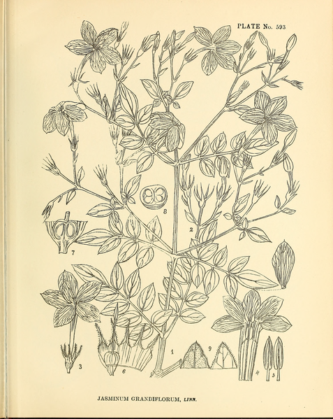 File:Indian Medicinal Plants (Plates Vol 3).djvu-535.png