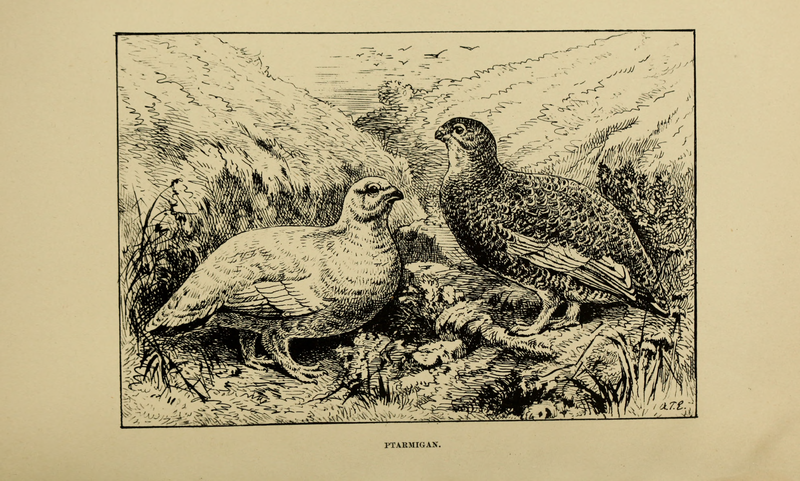 File:Grouse Disease.djvu-118.png