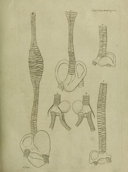 File:Transactions of the Linnean Society of London, Volume 4 (1798).djvu-179.png