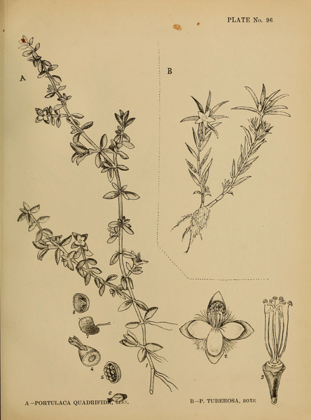 File:Indian Medicinal Plants (Plates Vol 1).djvu-243.png