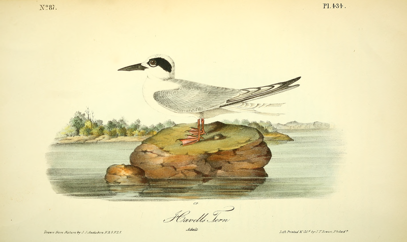 File:The birds of America, volume 7.djvu-138.png