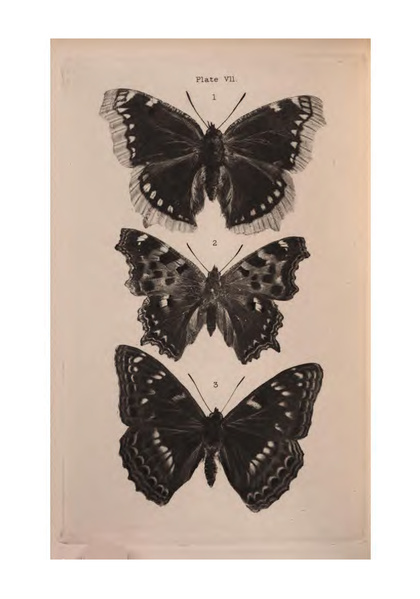 File:De Vismes Kane-European Butterflies.djvu-60.png