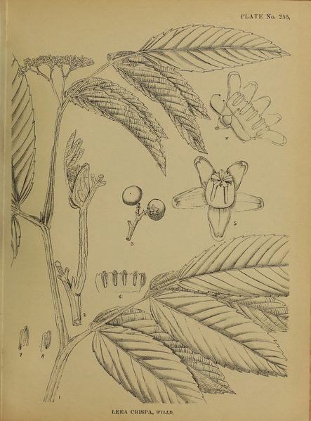 File:Indian Medicinal Plants (Plates Vol 2).djvu-141.png