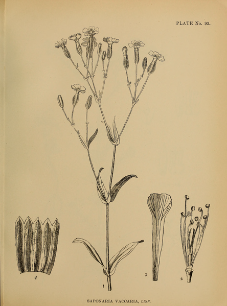 File:Indian Medicinal Plants (Plates Vol 1).djvu-237.png