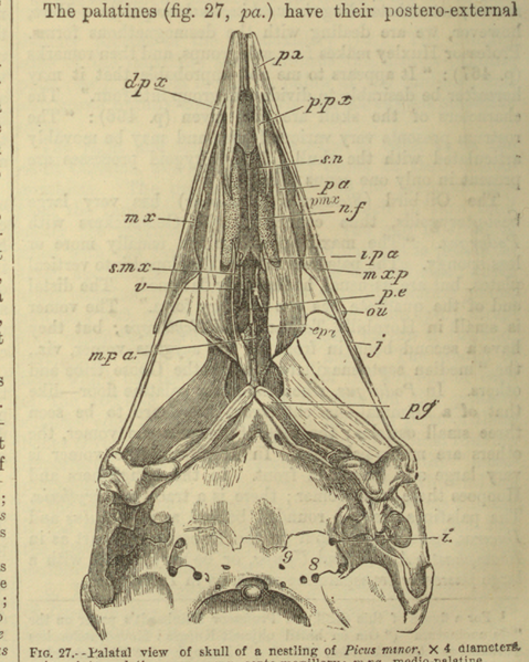 File:Encyclopædia Britannica, Ninth Edition, v. 3.djvu-734.png