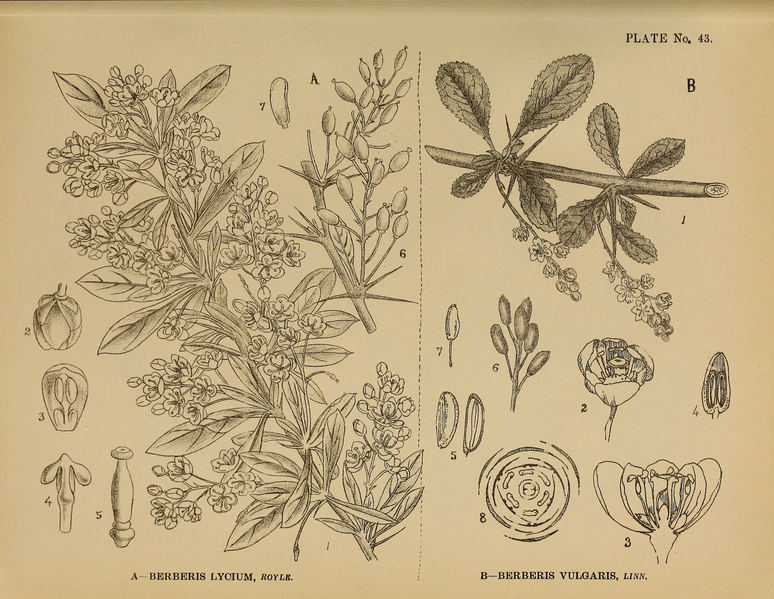 File:Indian Medicinal Plants (Plates Vol 1).djvu-121.png