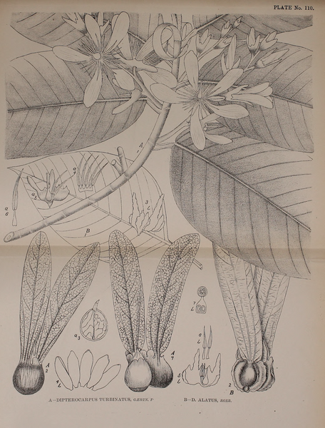 File:Indian Medicinal Plants (Plates Vol 1).djvu-281.png