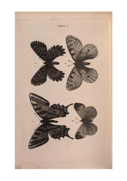 File:De Vismes Kane-European Butterflies.djvu-38.png
