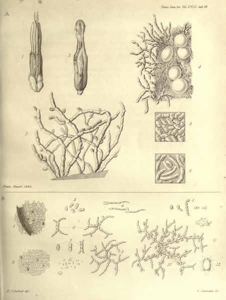 File:Transactions of the Linnean Society of London, Volume 18.djvu-563.png