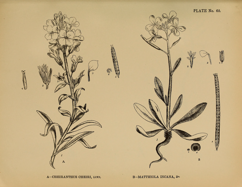 File:Indian Medicinal Plants (Plates Vol 1).djvu-159.png