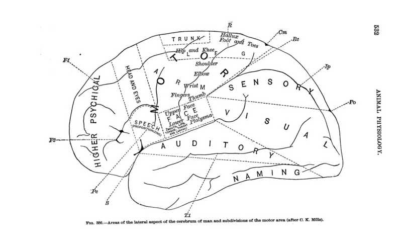 File:A Text-book of Animal Physiology.djvu-564.png