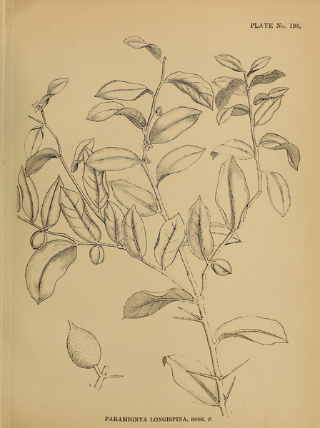 File:Indian Medicinal Plants (Plates Vol 1).djvu-491.png