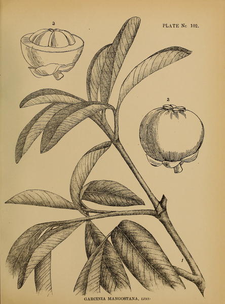 File:Indian Medicinal Plants (Plates Vol 1).djvu-257.png