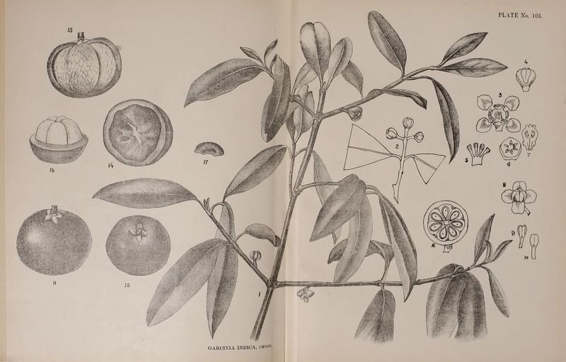 File:Indian Medicinal Plants (Plates Vol 1).djvu-263.png