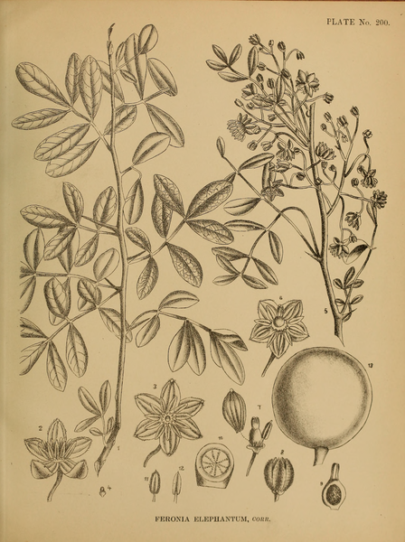 File:Indian Medicinal Plants (Plates Vol 1).djvu-499.png