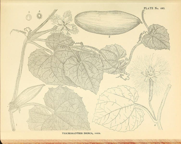 File:Indian Medicinal Plants (Plates Vol 3).djvu-95.png