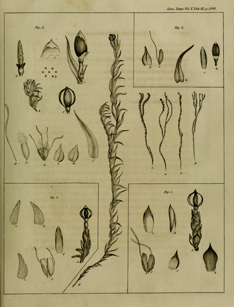 File:Transactions of the Linnean Society of London, Volume 10.djvu-481.png