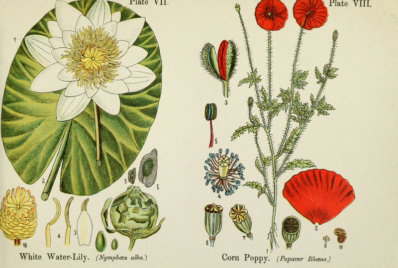 File:British Flowering Plants.djvu-49.png