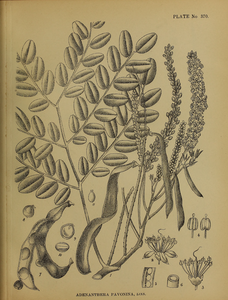 File:Indian Medicinal Plants (Plates Vol 2).djvu-389.png