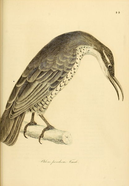 File:Illustrations of ornithology.djvu-297.png