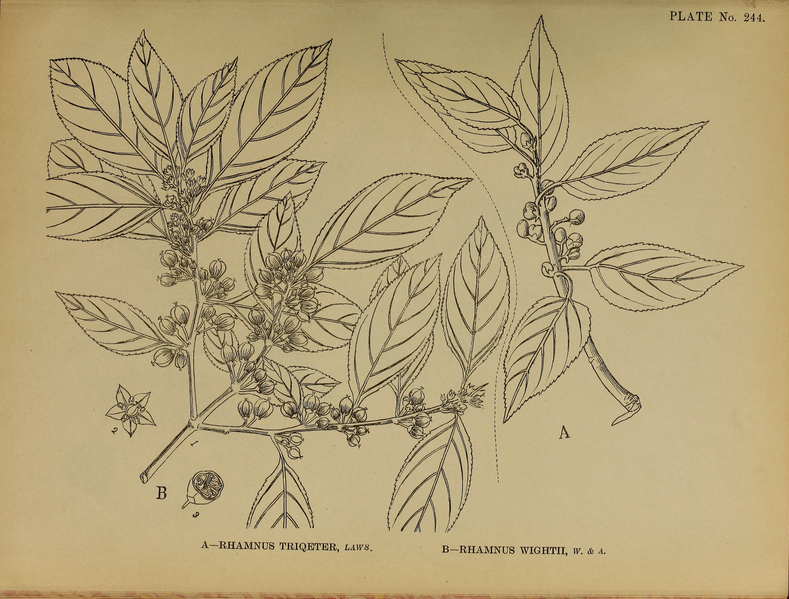 File:Indian Medicinal Plants (Plates Vol 2).djvu-109.png