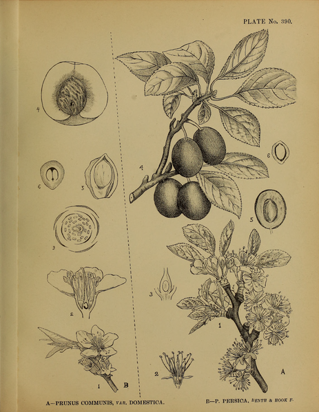 File:Indian Medicinal Plants (Plates Vol 2).djvu-429.png