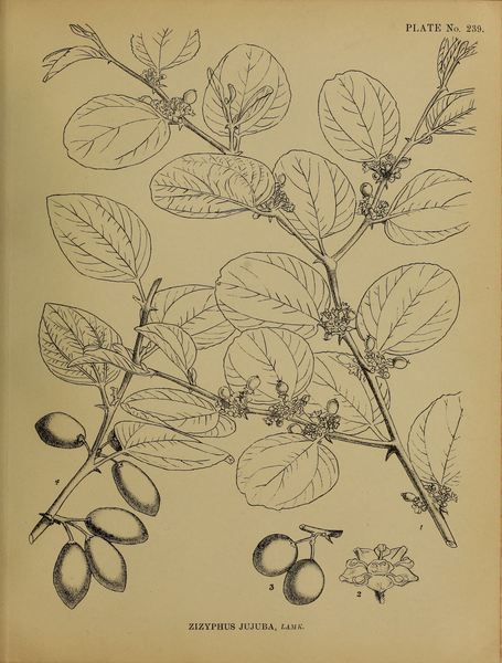 File:Indian Medicinal Plants (Plates Vol 2).djvu-99.png
