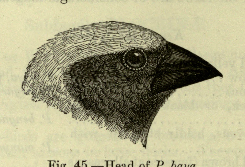 File:The Fauna of British India, including Ceylon and Burma (Birds Vol 2).djvu-190.png