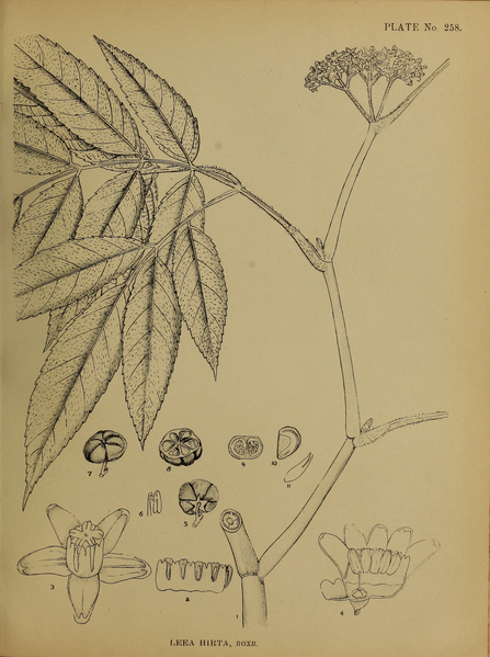 File:Indian Medicinal Plants (Plates Vol 2).djvu-149.png