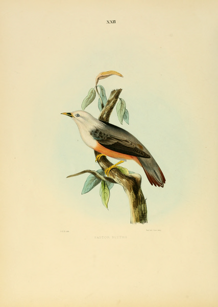 File:Illustrations of Indian Ornithology.djvu-128.png