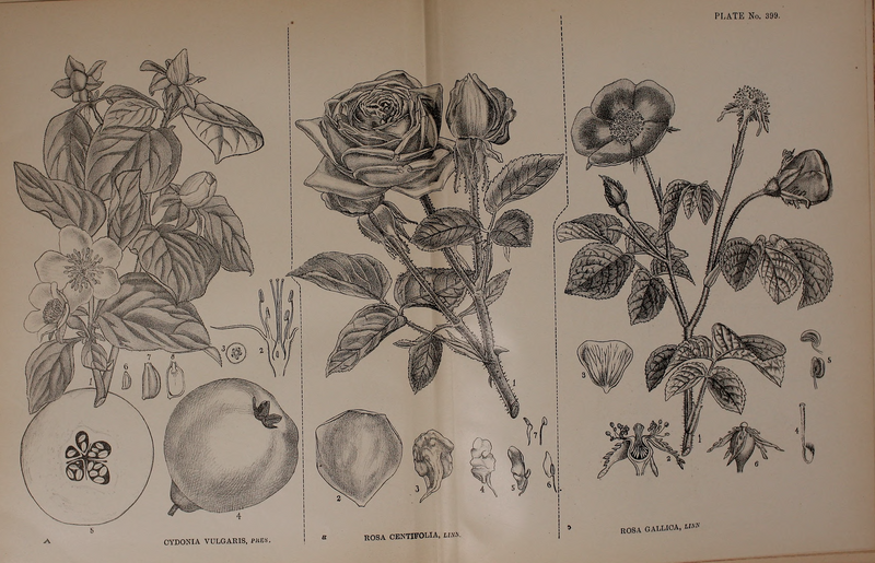 File:Indian Medicinal Plants (Plates Vol 2).djvu-451.png