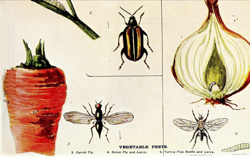 File:Vegetables and their Cultivation.djvu-99.png