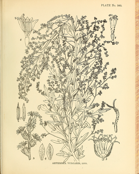 File:Indian Medicinal Plants (Plates Vol 3).djvu-385.png