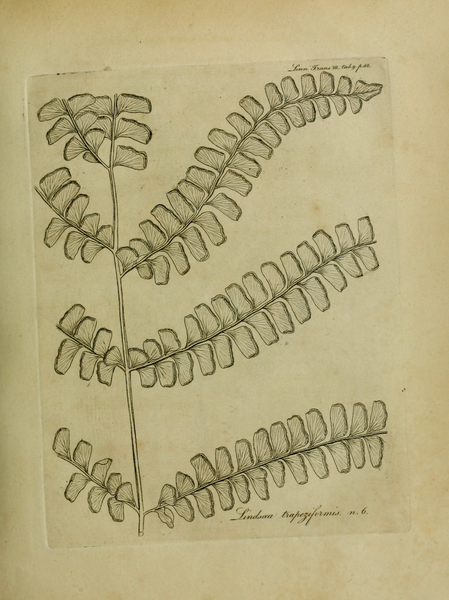 File:Transactions of the Linnean Society of London, Volume 3 (1797).djvu-75.png