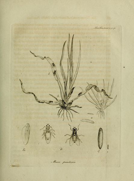 File:Transactions of the Linnean Society of London, Volume 2 (1794).djvu-127.png