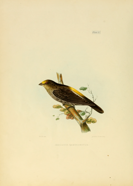 File:Illustrations of Indian Ornithology.djvu-242.png