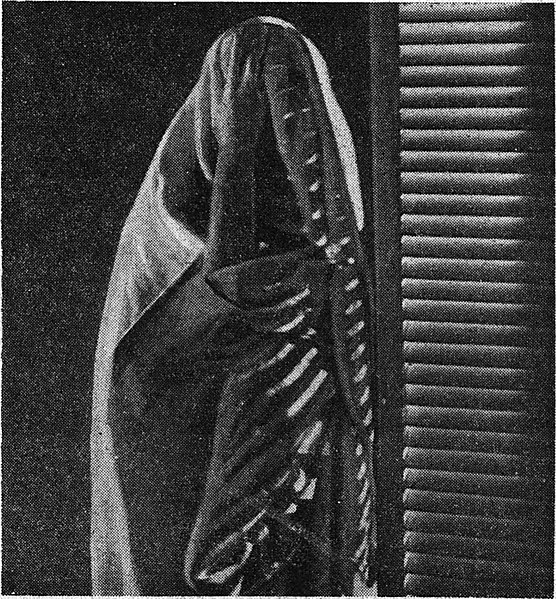 Fichier:Marga Andurain - Sous le voile de l islam, 1934 (page 32 crop).jpg