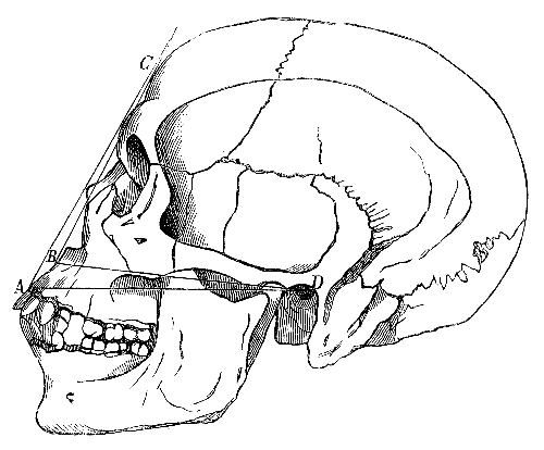 File:Antropologia04.png