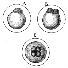 File:Delle funzioni riproduttive13.png